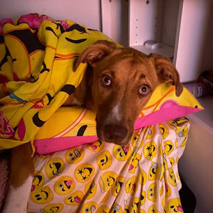 Meet your Posher, Madison